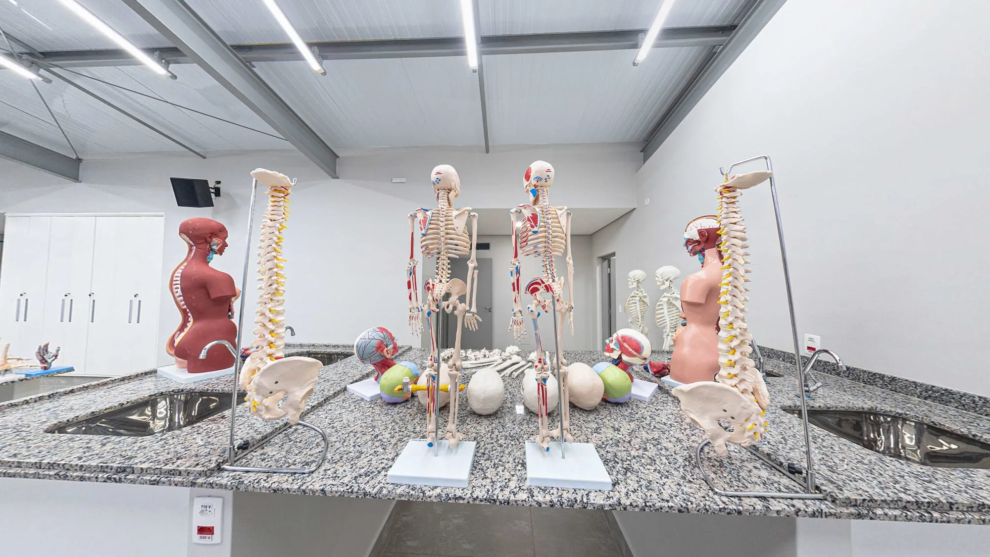 Laboratório multidisciplinar, com esqueletos e modelos anatômicos sobre bancada de granito com pias